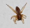 Clubiona sp.
